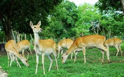海南省东方市大田坡鹿自然保护区