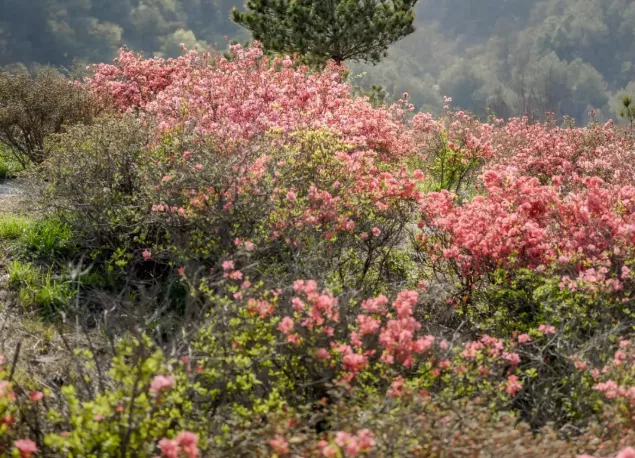 2022木兰云雾山杜鹃花什么时候开 附云雾山杜鹃花门票及游玩攻略 2022木兰云雾山杜鹃花什么时候开 附云雾山杜鹃花门票及游玩攻略