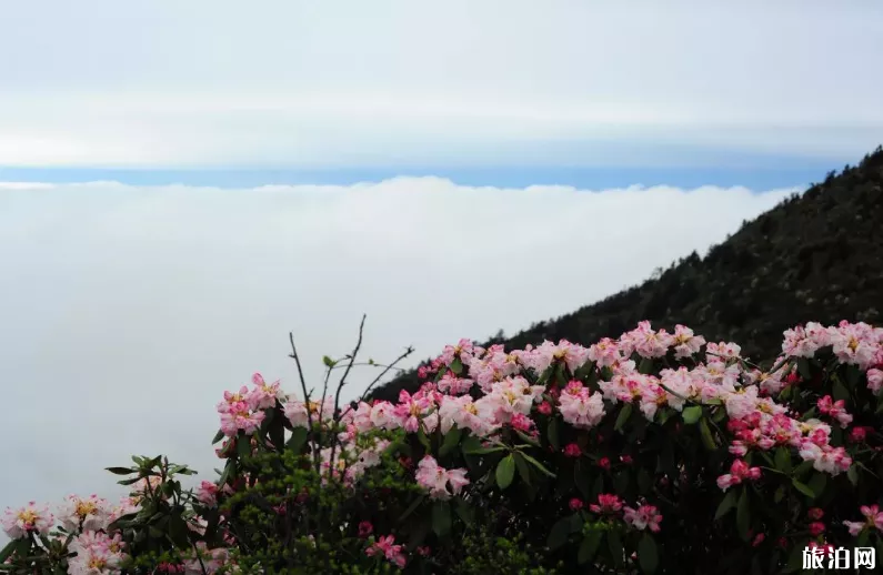 轿顶山自驾游攻略 轿顶山什么时候去比较好 轿顶山自驾游攻略 轿顶山什么时候去比较好