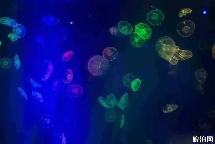 2019重庆幻太奇海洋馆八月优惠活动+游乐项目 2019重庆幻太奇海洋馆八月优惠活动+游乐项目