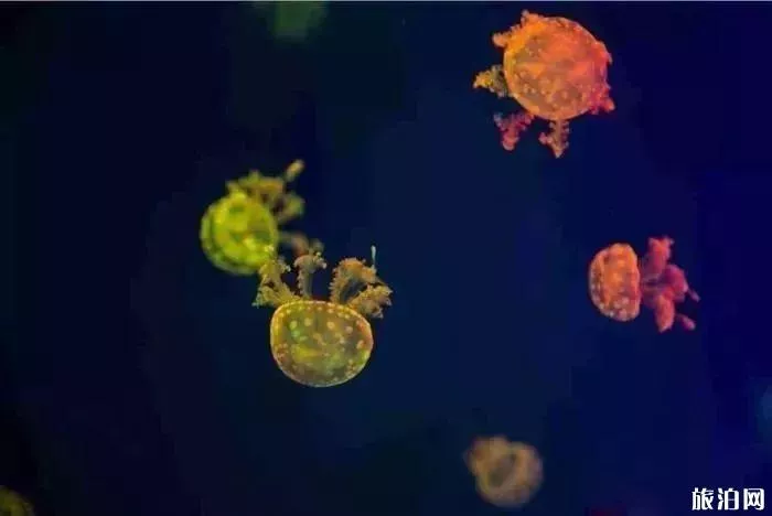 2019重庆幻太奇海洋馆八月优惠活动+游乐项目 2019重庆幻太奇海洋馆
月优惠活动+游乐项目