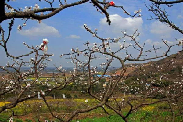 2022成都三月看花的景点推荐 成都三月赏花去哪里