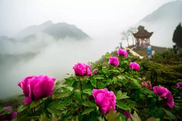 2022重庆垫江牡丹花节门票及活动时间